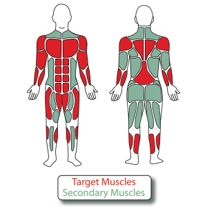 Target muscles, secondary muscles