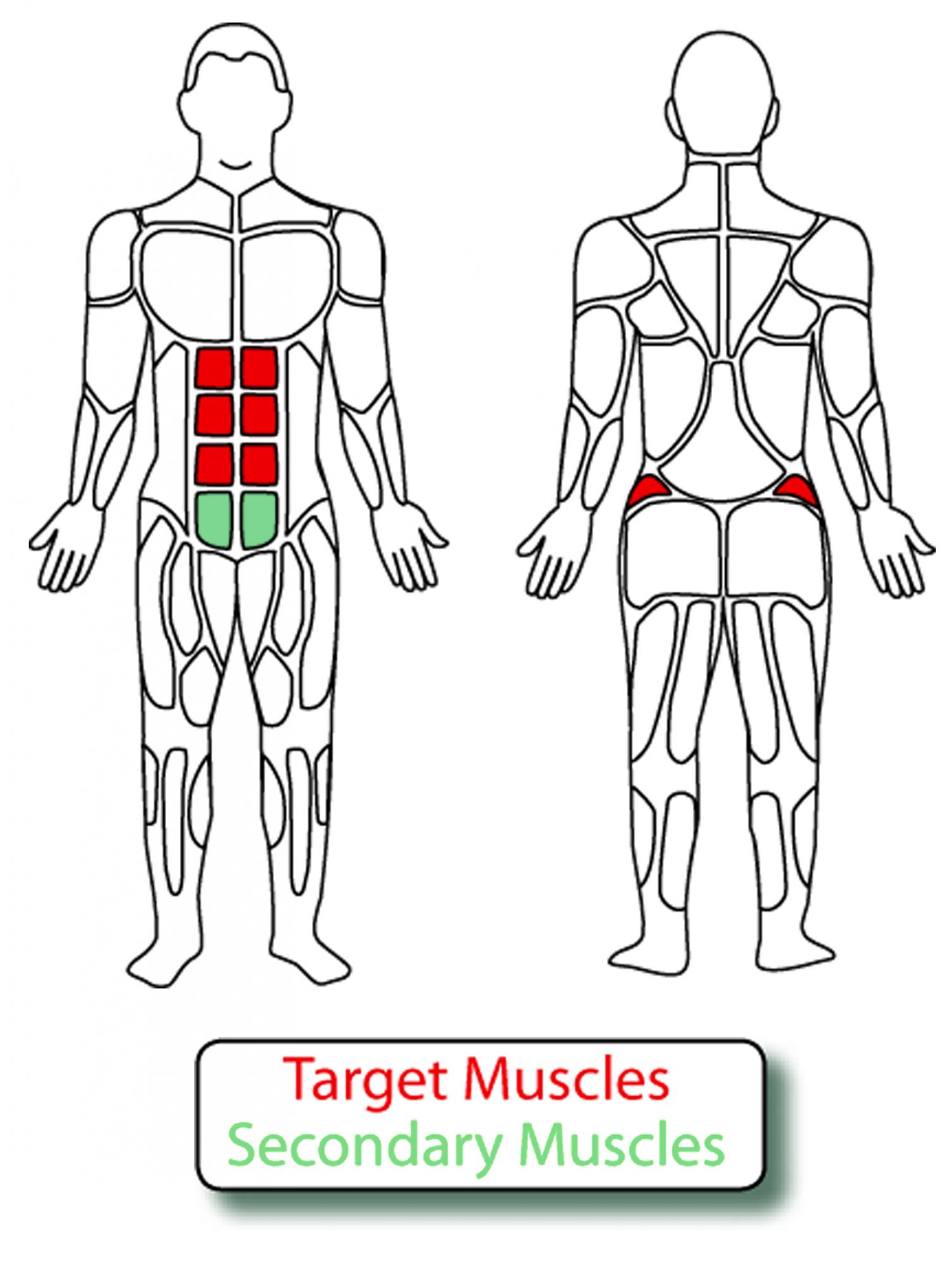 Muscle Groups for MT023 MILITARY Adjustable Sit Up Bench