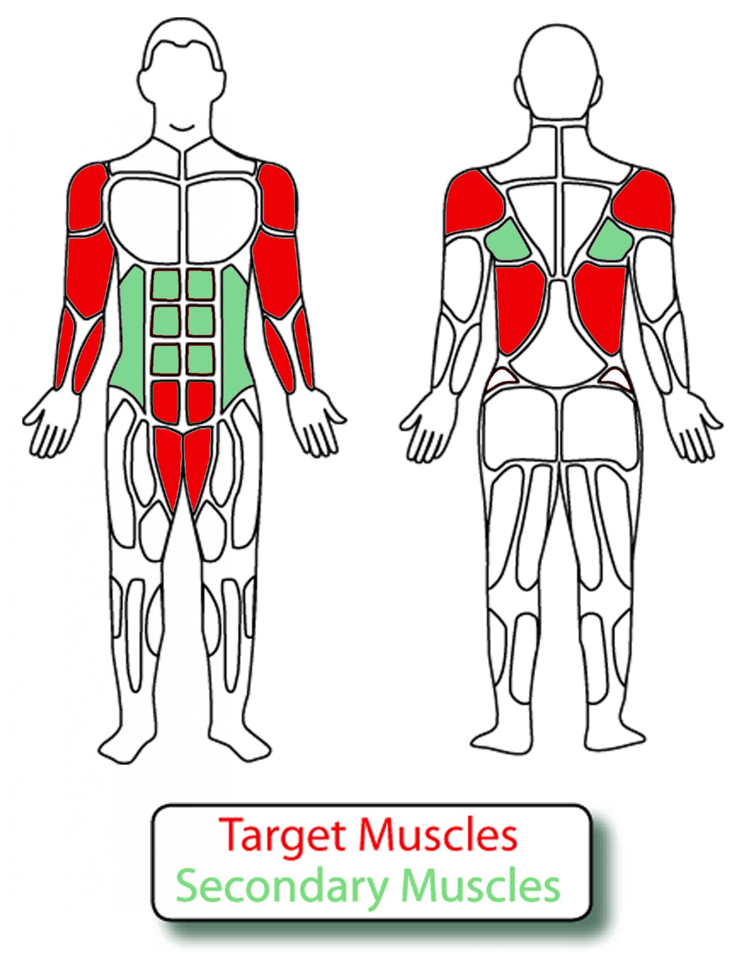 Muscle Groups for MT024 2 Person Rope Climbing Station
