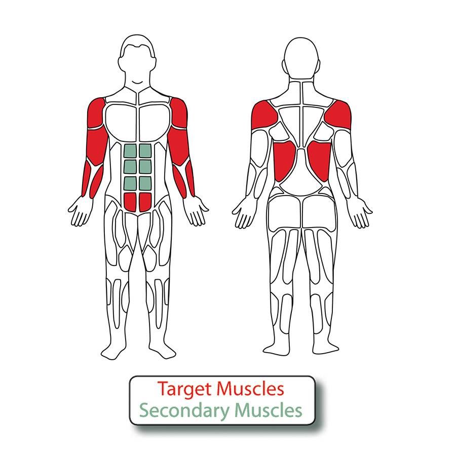 Muscle Groups for MT026 4 Person Pull Up Station