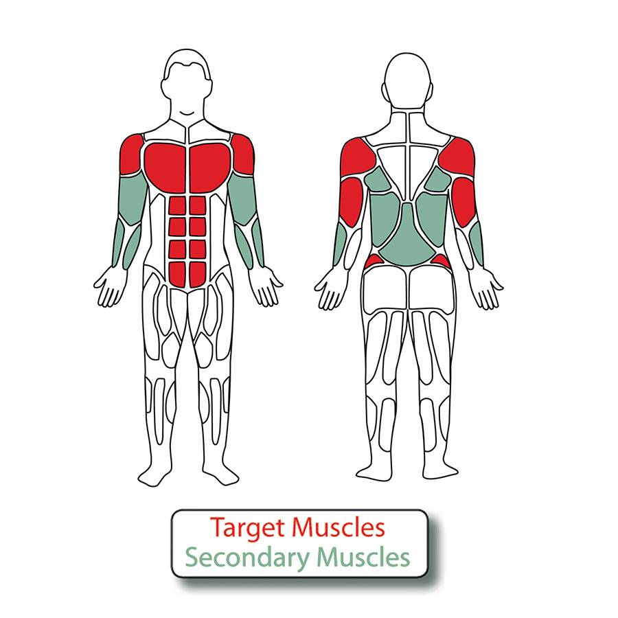 Diagram of the muscles used when exercising on the 4-Person Pendulum, Abs, & Dips Station