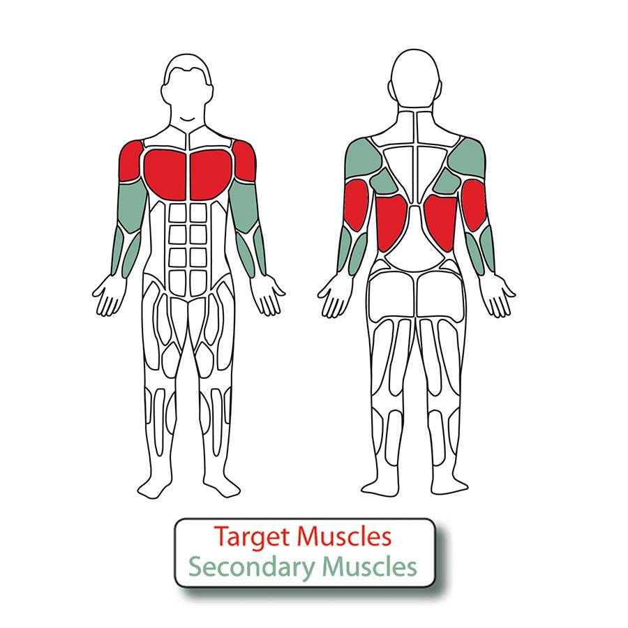 Diagram of the muscles used when exercising on the Combo Lat Pull & Vertical Press