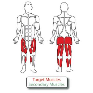 Muscle diagram