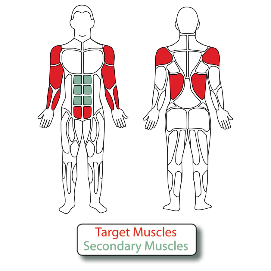 Diagram of the muscles used when exercising on the 2-Level Horizontal Bars