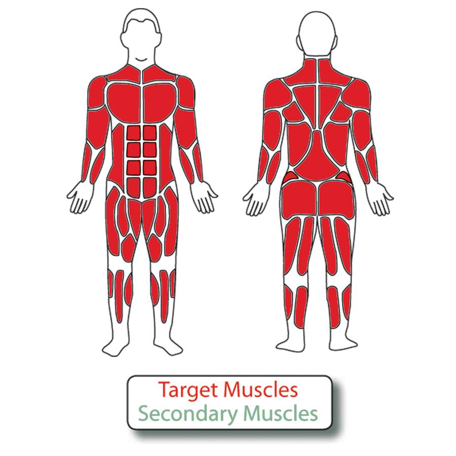 Diagram of the muscles used when exercising on the SHP727